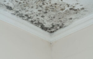 Victoria Restoration Experts | How to Know If Mould Restoration Was Done Properly – A Checklist?mould-remediation-geelong-home Mould growth in ceiling corner, highlighting damp conditions typical in Victorian homes, relevant to mould issues in areas like Geelong and the Surf Coast.
