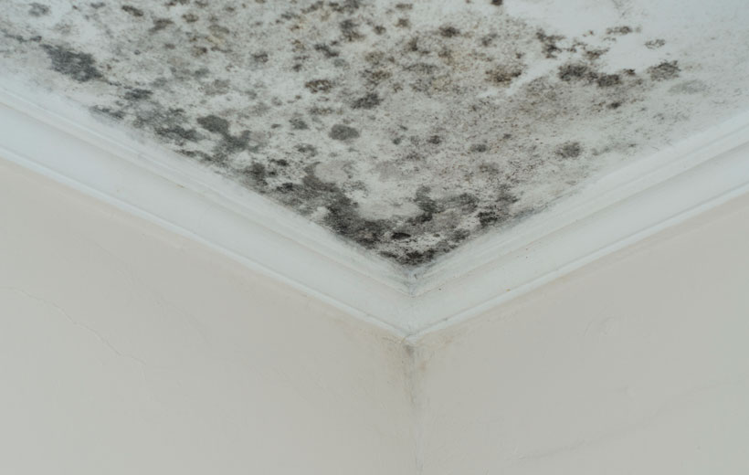 Mould growth on ceiling corner, highlighting the need for mould removal services by Victoria Restoration Experts (VRE) to ensure health and safety.